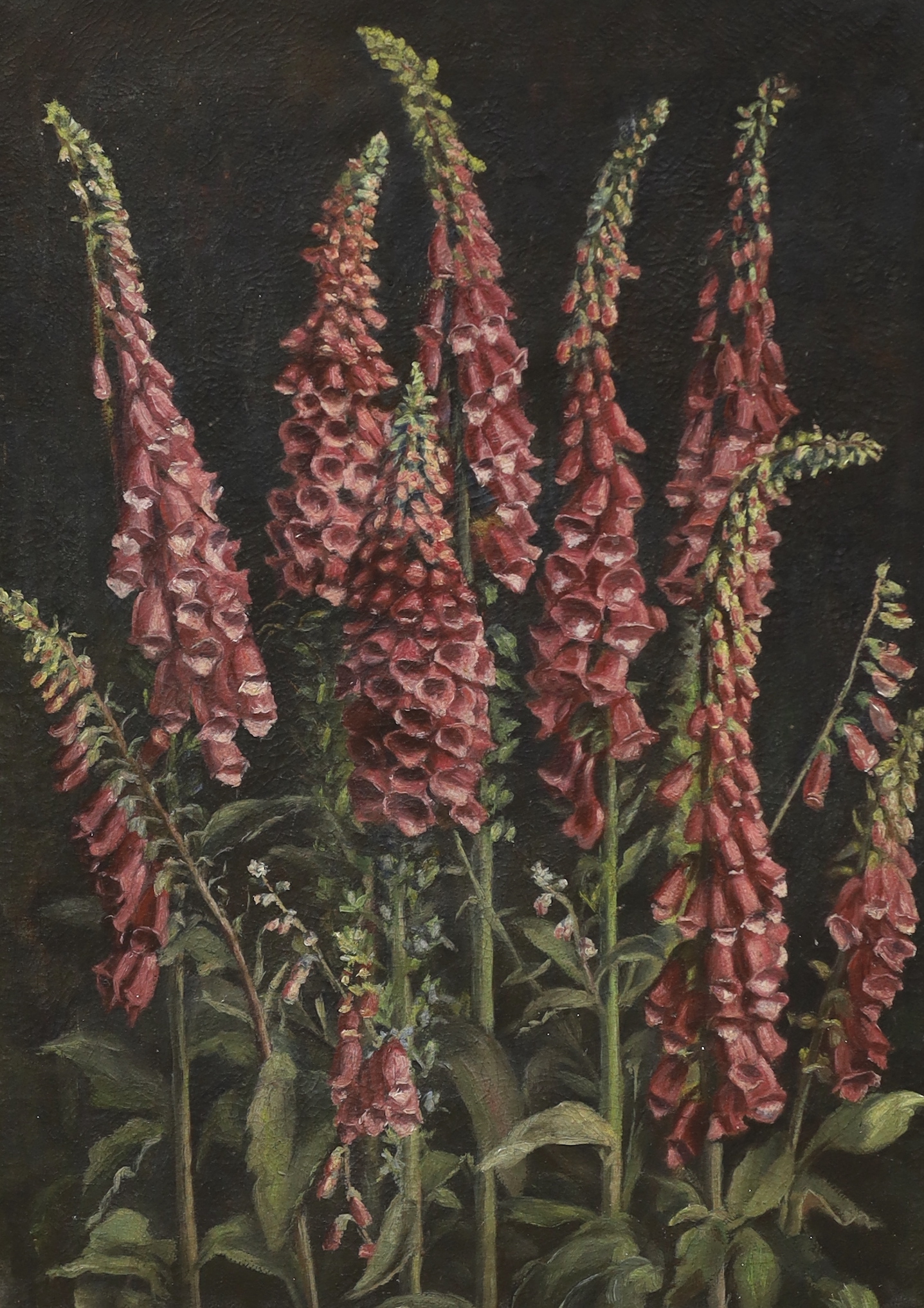 20th century School, oil on canvas, Study of foxgloves, 65 x 47cm